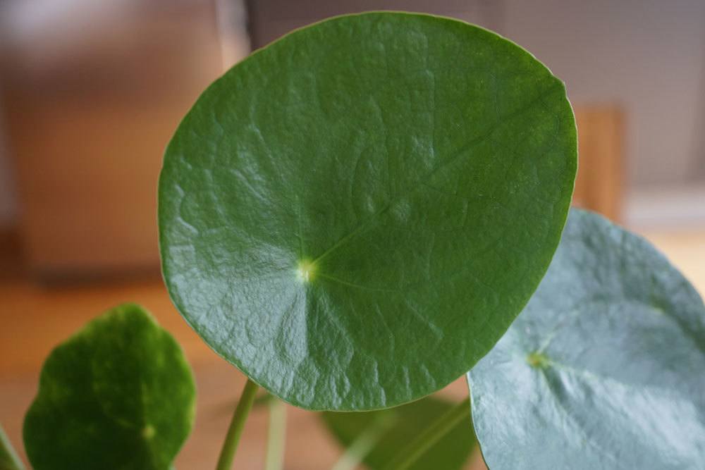 Planta OVNI, Pilea peperomioides – cuidado + ayuda con la pérdida de hojas