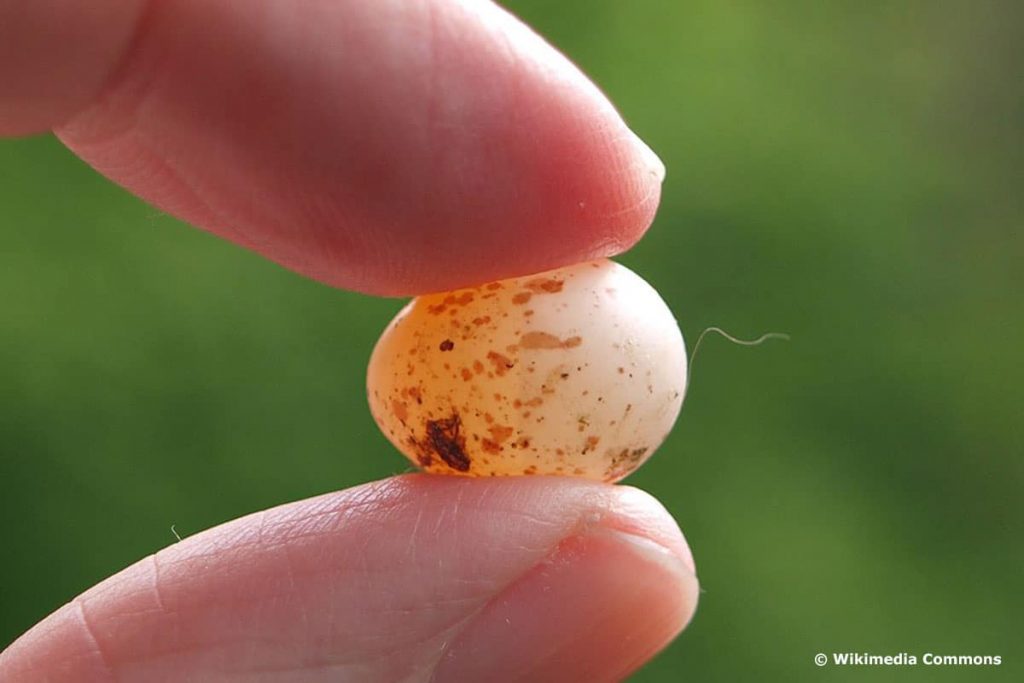 Huevos de teta: color y apariencia de los huevos