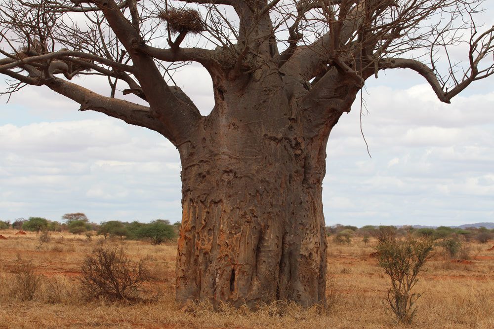 El árbol baobab como planta de interior: cuidados y corte adecuado