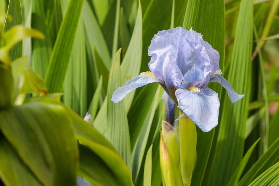 Iris/Iris no florece: ¿qué hacer?