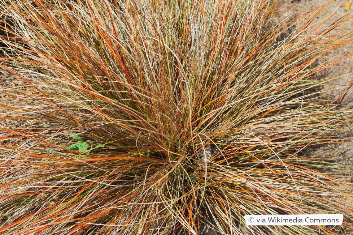 Hierbas rojas: 18 hermosos tipos de hierbas