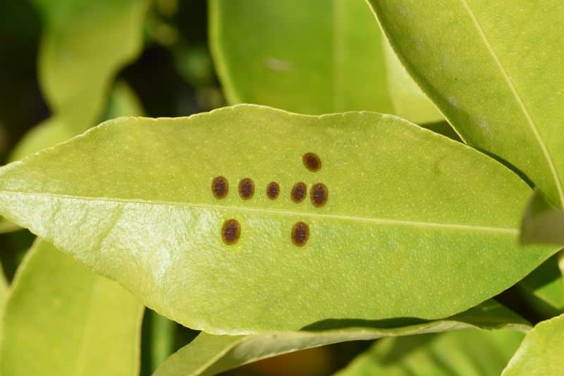 Plagas: pequeños puntos negros en las hojas.