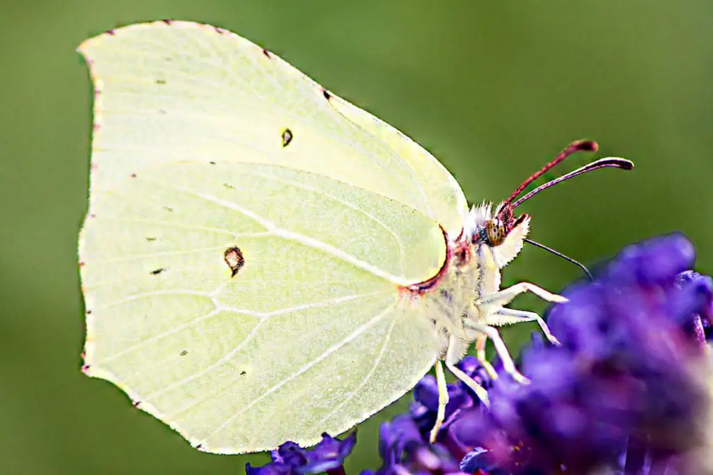 Identificar mariposas blancas: 9 especies con imágenes