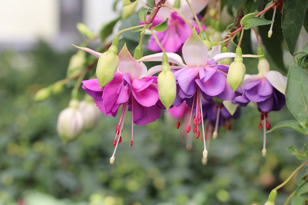 Plantas de balcón de fácil cuidado: 11 hermosas y robustas flores de balcón