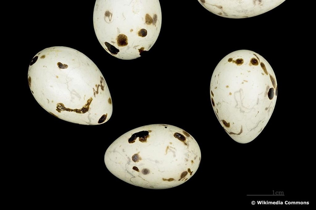 Determinar los huevos de las aves: ¿qué ave se reproduce aquí?