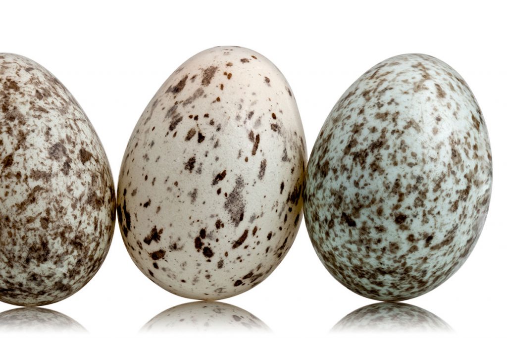 Determinar los huevos de las aves: ¿qué ave se reproduce aquí?