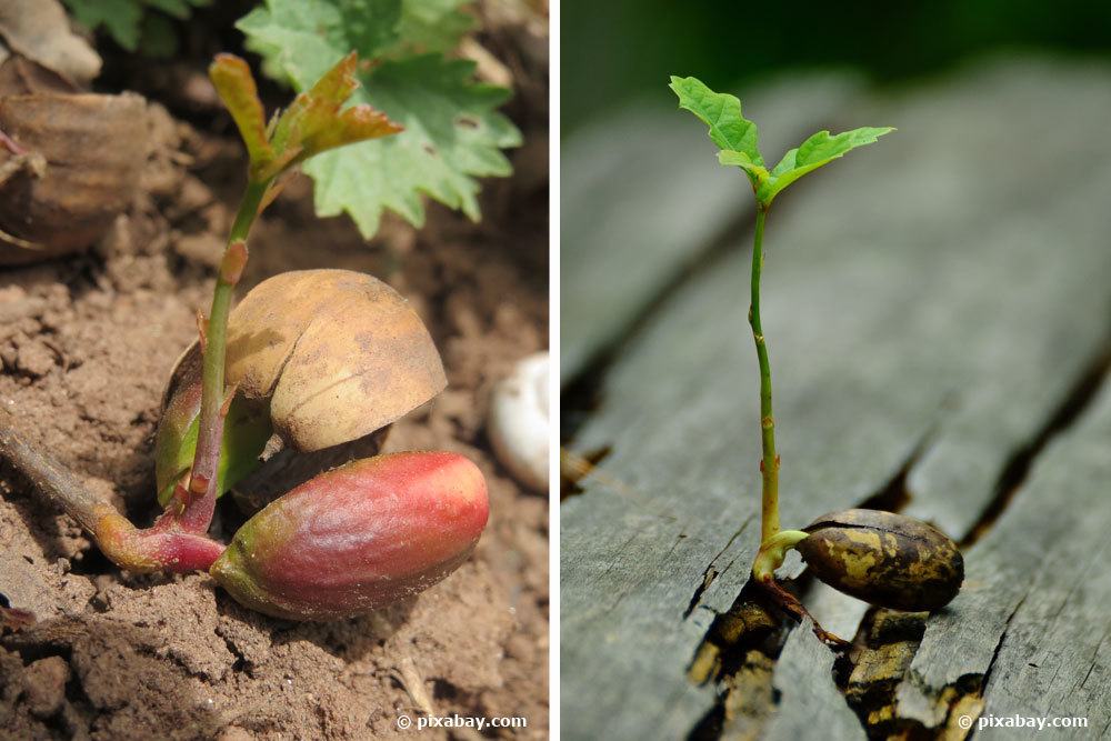 Propagar roble: así se plantan semillas de roble en una maceta