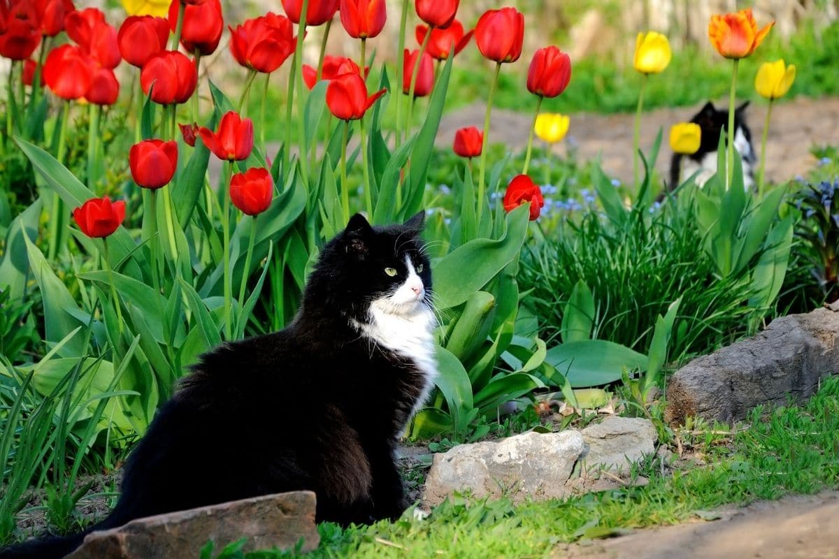 Ayuda: ¿los tulipanes son venenosos para los gatos?