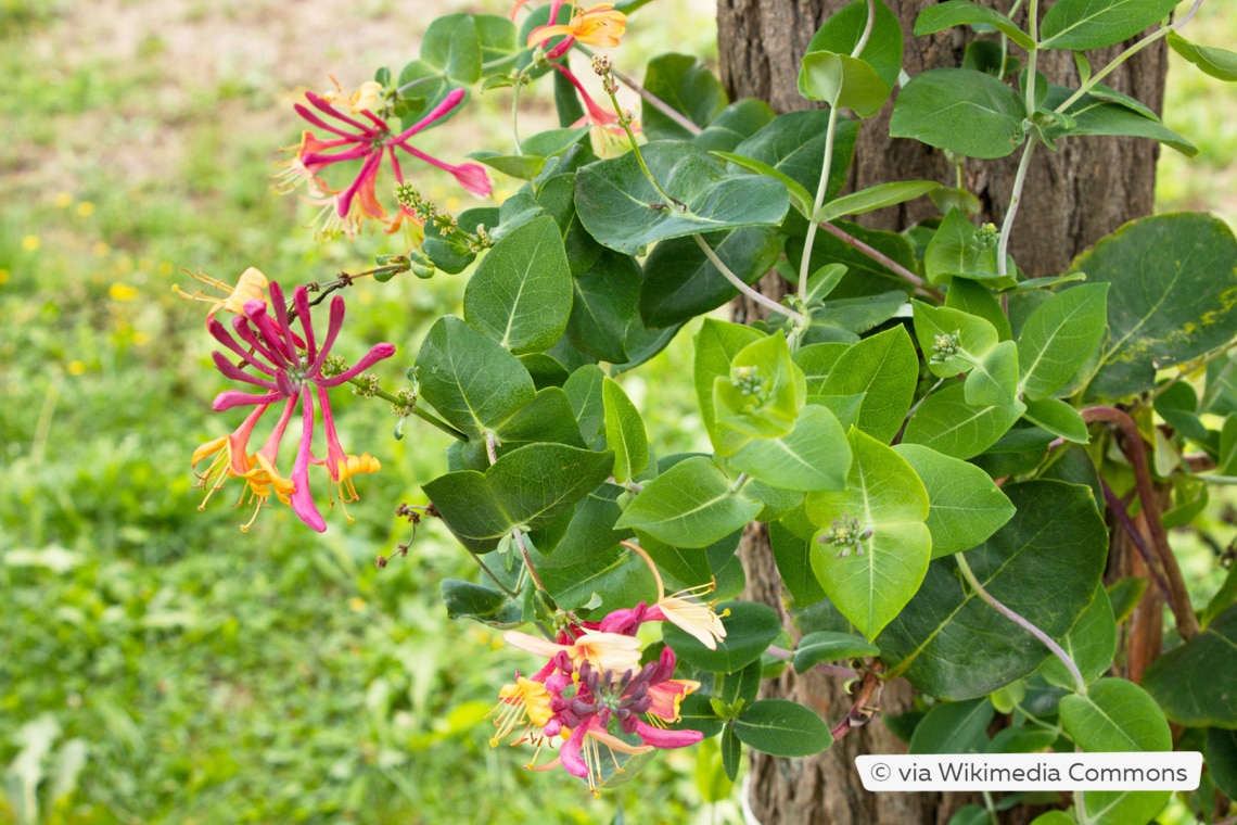 Plantas trepadoras resistentes: estas 10 flores perennes