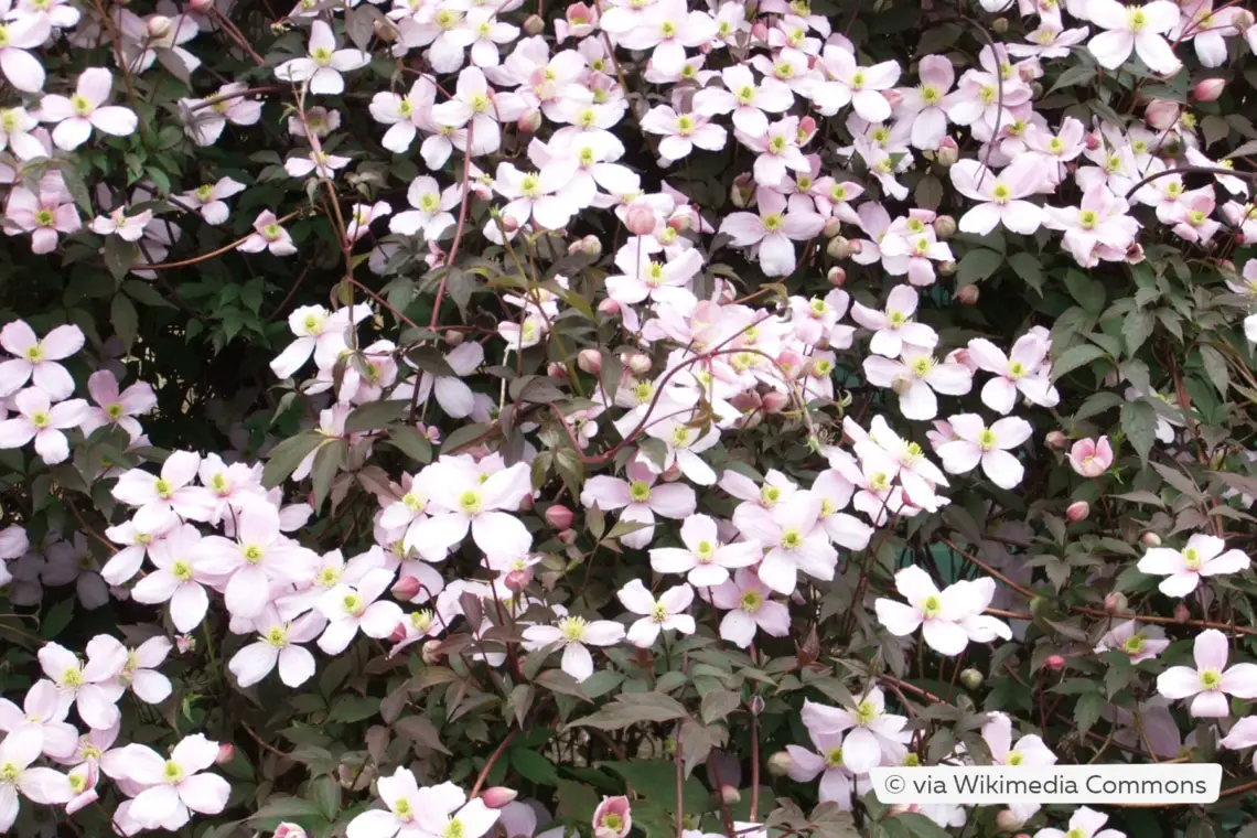 Plantas trepadoras resistentes: estas 10 flores perennes
