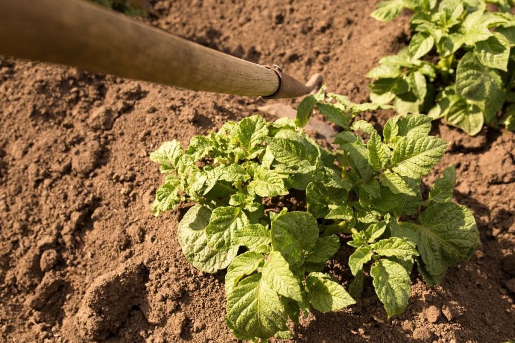 Plantar patatas germinadas: esto es lo que hay que tener en cuenta