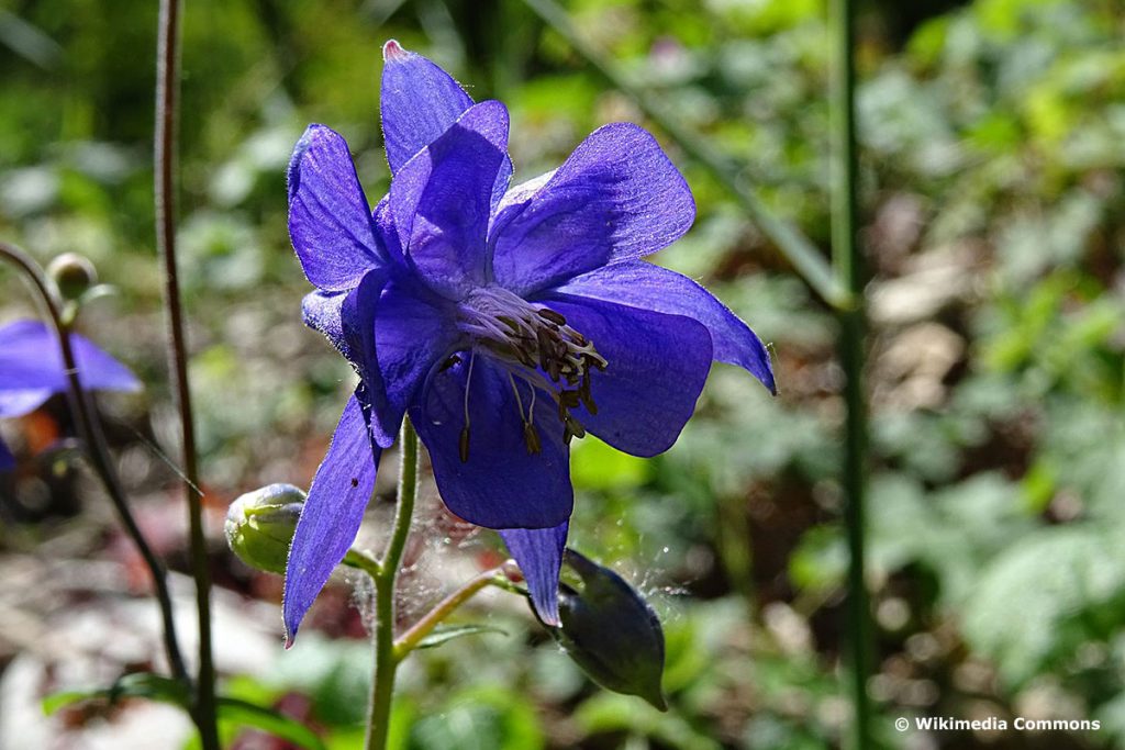 29 flores nativas del prado azul con imagen