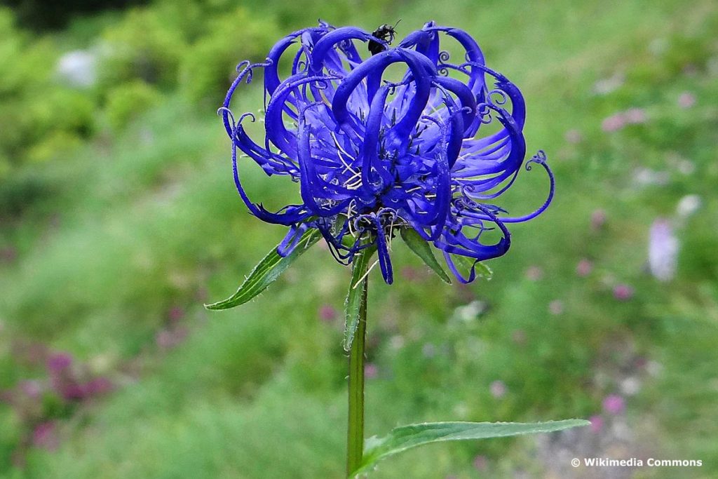 29 flores nativas del prado azul con imagen