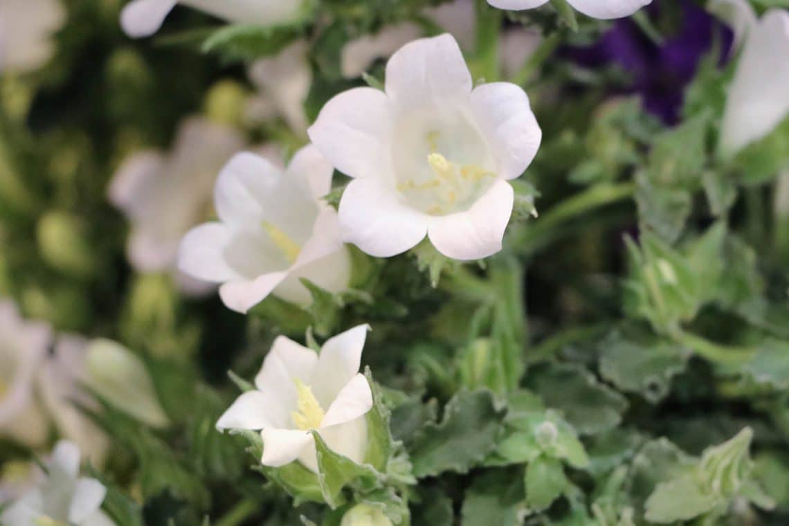 20 plantas de interior con flores blancas.