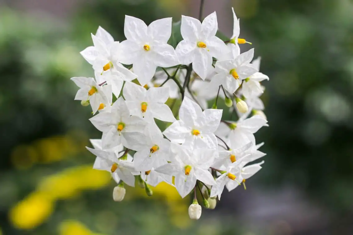 20 plantas de interior con flores blancas.