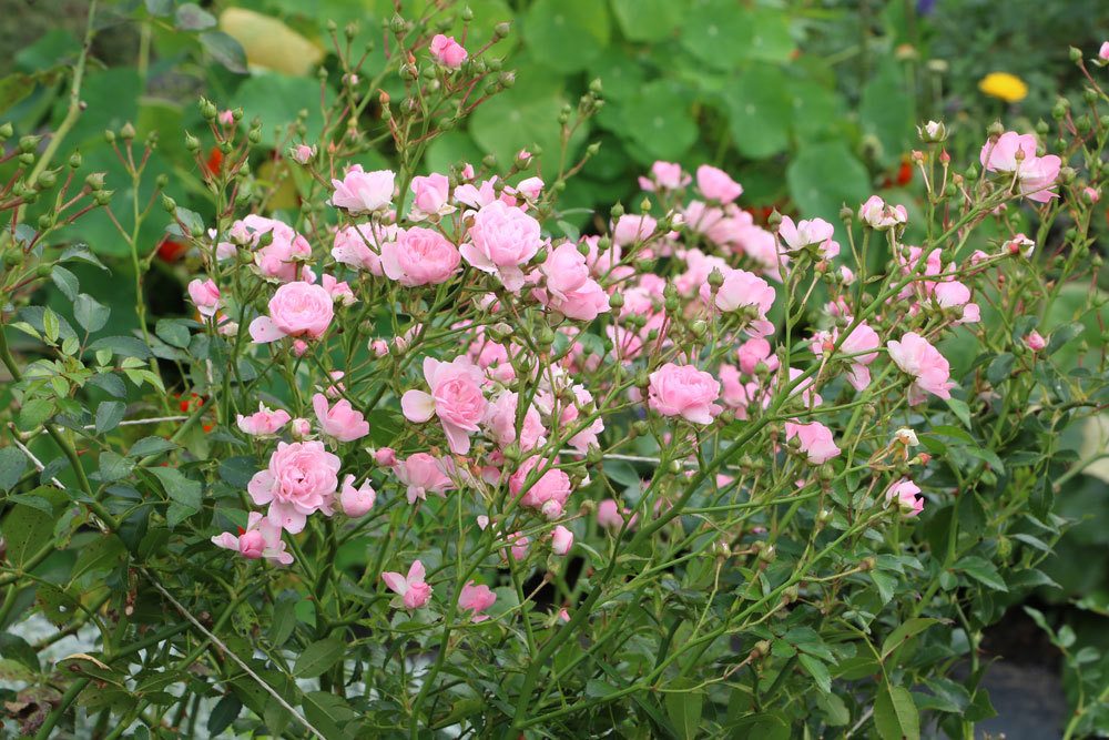 Reconocer brotes silvestres en rosas | Cómo eliminar correctamente los brotes silvestres.