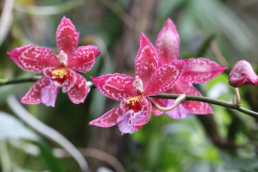 Propagar orquídeas mediante esquejes: así logra Kindel cultivarlas