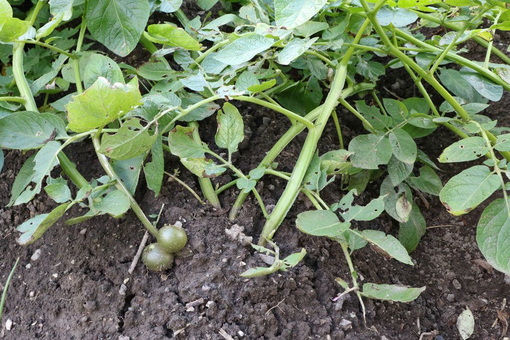 Cultivo mixto de tomate: ¡estas plantas (no) se llevan bien!