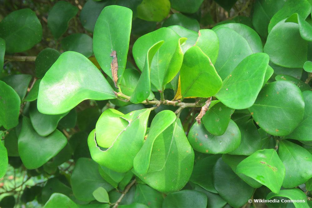 Especies de Ficus de AZ: lista con nombre e imagen