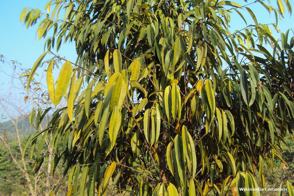 Especies de Ficus de AZ: lista con nombre e imagen