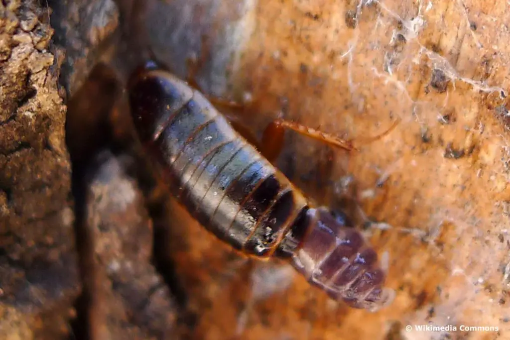 Cucaracha: Aspecto de los huevos y larvas de cucaracha.