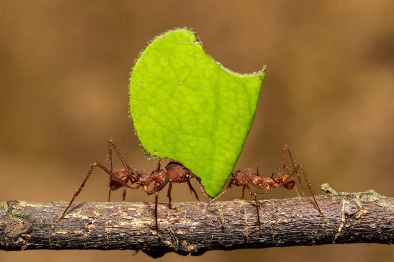¿Qué comen las hormigas? | 10 hechos sorprendentes