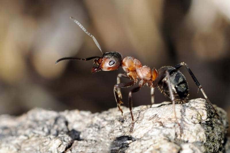¿Qué comen las hormigas? | 10 hechos sorprendentes