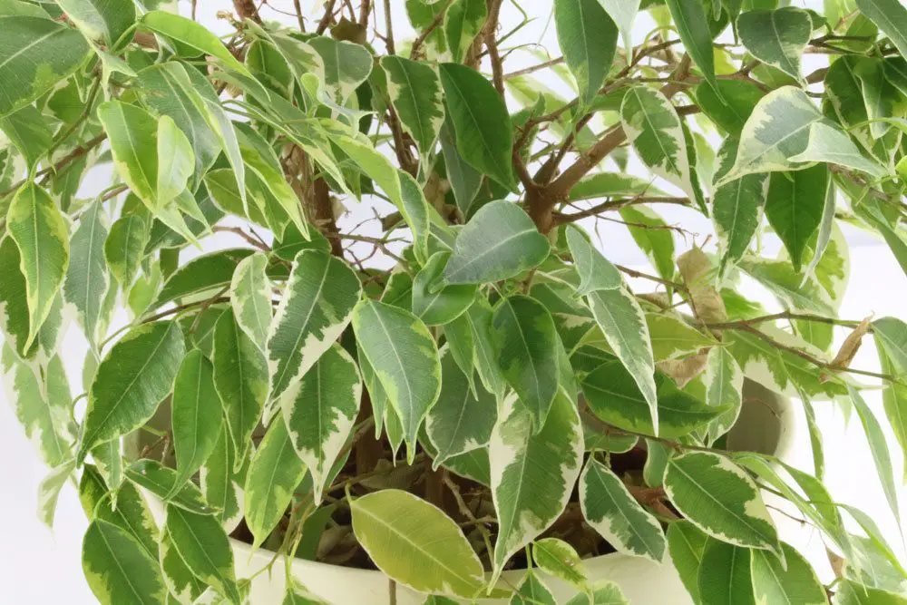 El higo de abedul pierde hojas: 10 consejos para una ayuda rápida