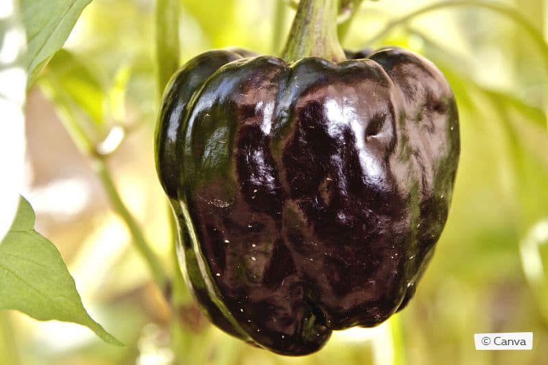 La pimienta se vuelve negra: ¿qué hacer si aparecen manchas oscuras?