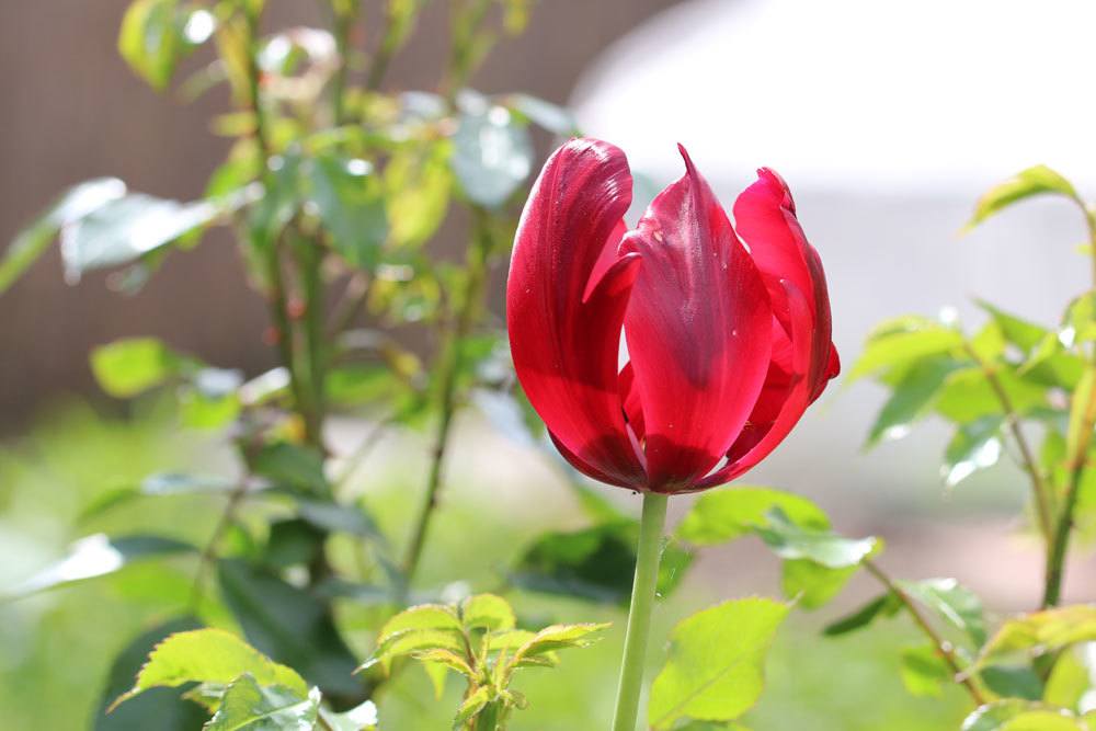 Después de la floración: ¿se pueden cortar los tulipanes gastados?