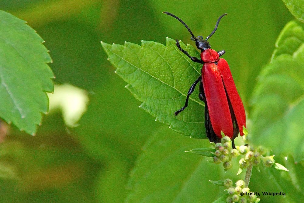 Combatir los escarabajos de fuego, lo que ayuda con una infestación de insectos de fuego