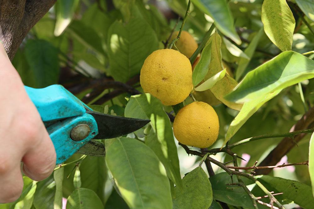 Corta el limonero correctamente, así desarrollará más flores y frutos.