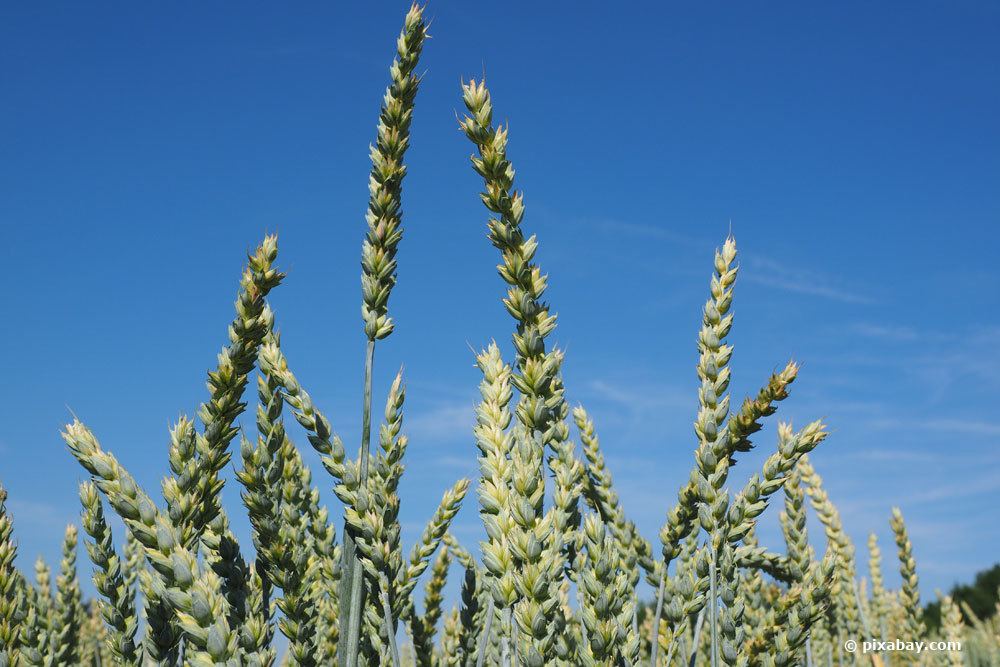 Los 12 tipos comunes de cereales presentados | Tipos de grano con foto.