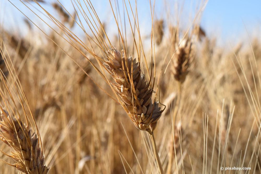 Los 12 tipos comunes de cereales presentados | Tipos de grano con foto.