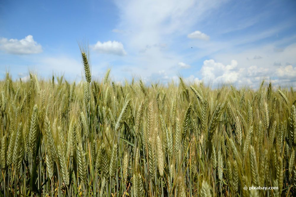 ¿Cuándo se cosecha el grano? | Orden de cosecha