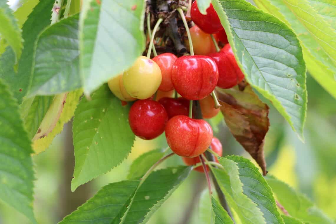 ¿Se pueden fertilizar árboles frutales con posos de café?