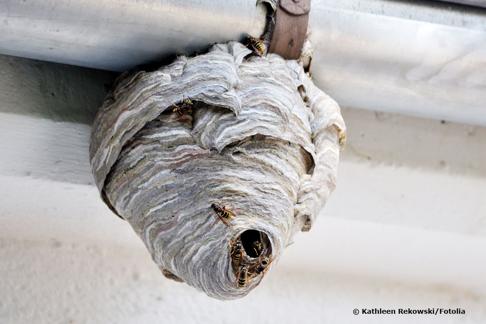 Época de construcción de nidos de avispas: ¿cuándo construyen nidos las avispas?