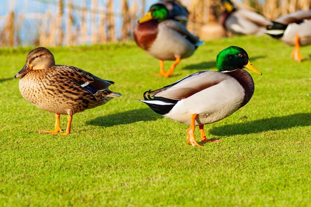 Identificar patos: 16 tipos de patos con imágenes