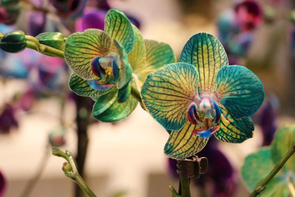 La orquídea deja caer flores: ¿qué hacer? Esto ayuda cuando los cogollos se marchitan.