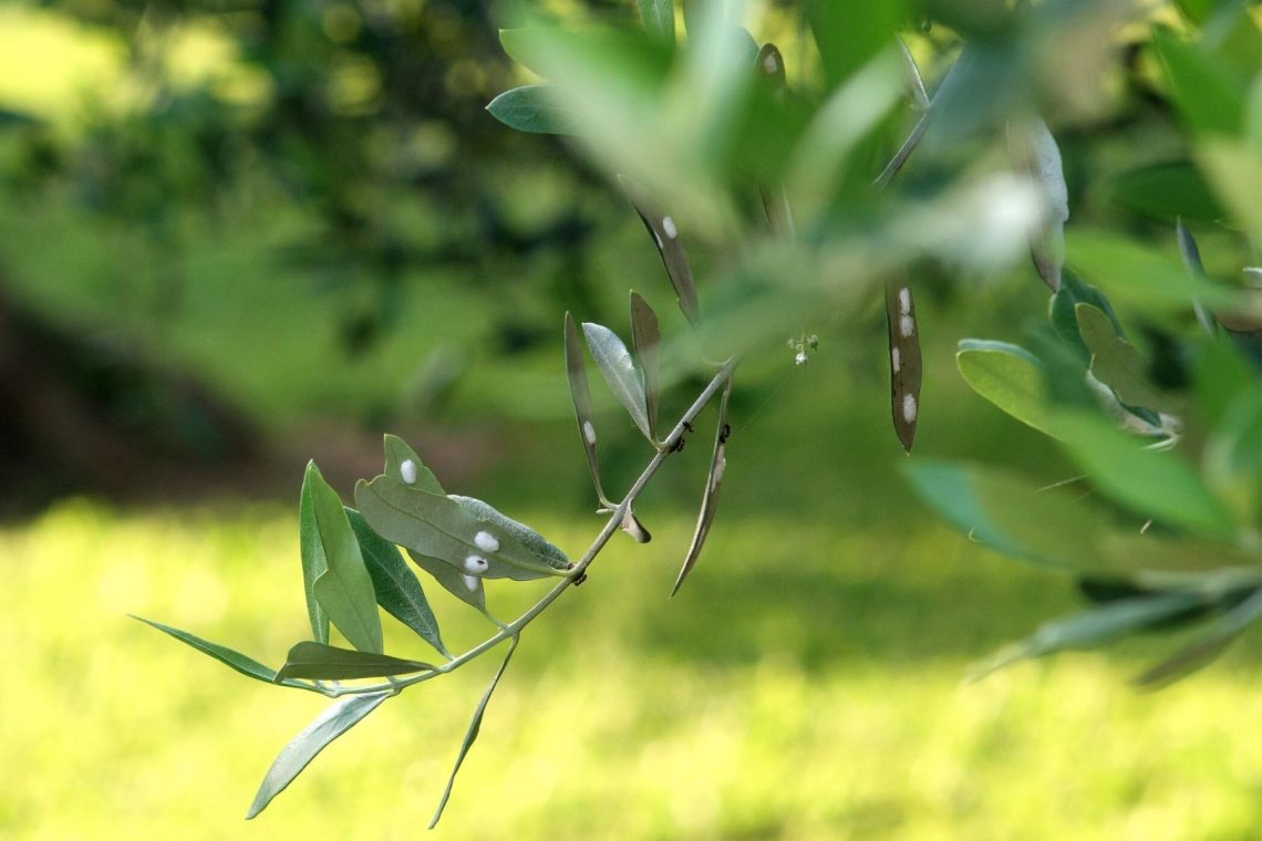 Identificar y cortar brotes de agua en el olivo.