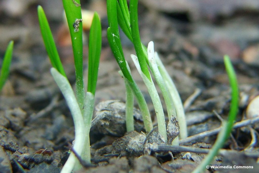 Multiply Allium: cultiva tu propio ajo ornamental