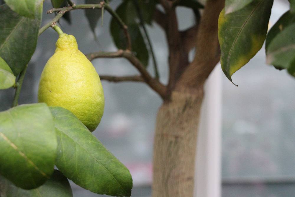 El limonero deja caer flores y frutos: esto es lo que puedes hacer