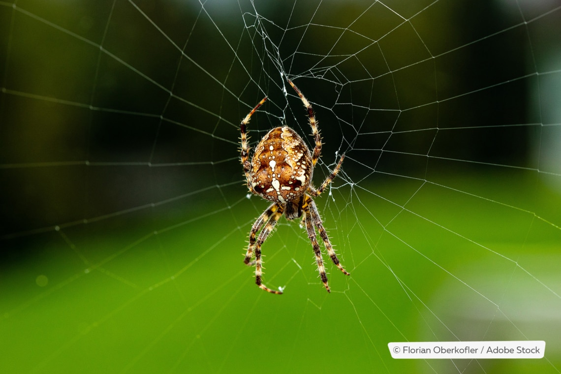 18 especies de arañas nativas en Alemania