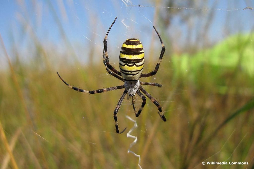 18 especies de arañas nativas en Alemania