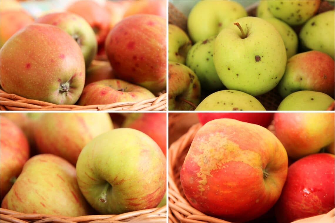 Manzanas de postre: estas son las mejores variedades