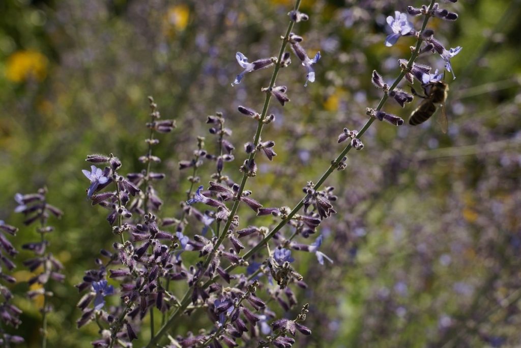 17 arbustos con flores moradas: lista de AZ