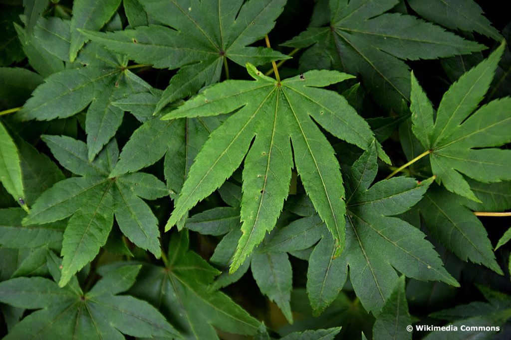 9 plantas parecidas al cáñamo/cannabis con imagen