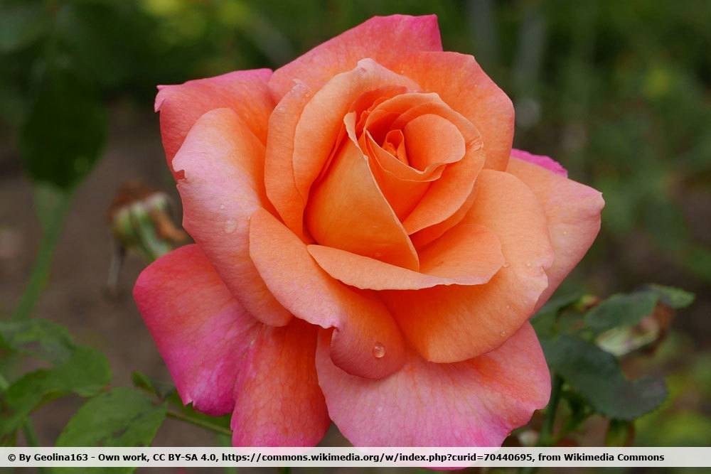 Tipos de rosas de AZ | Lista de 30 variedades de rosas para el jardín.