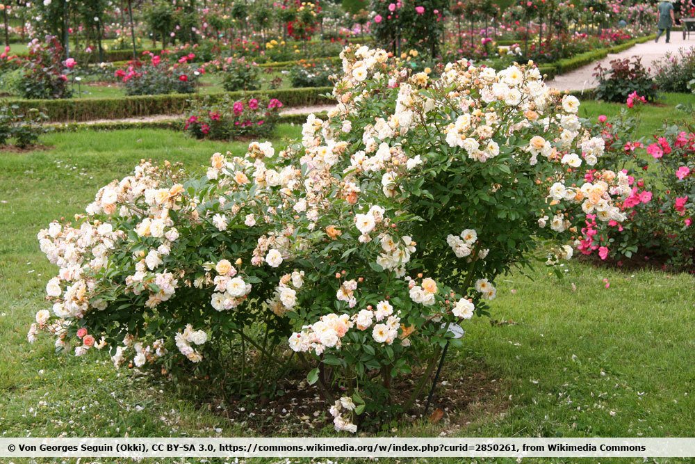 Tipos de rosas de AZ | Lista de 30 variedades de rosas para el jardín.