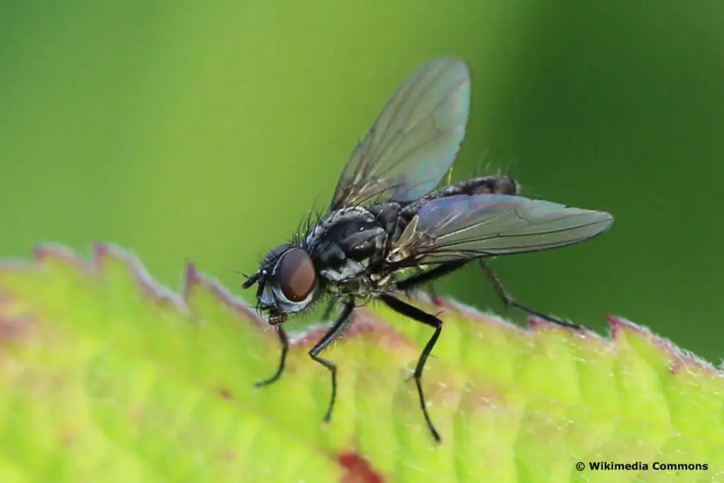 Tipos de moscas: Identifica 18 moscas nativas